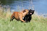 STAFFIE 075